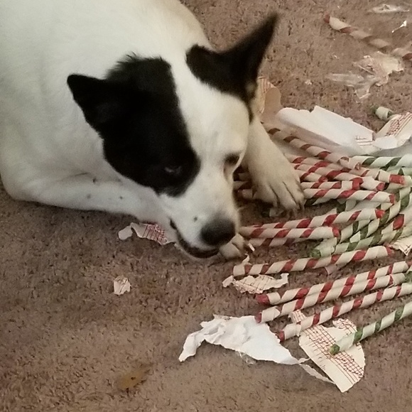 POSH AMBASSADOR - Picture 6 of 8